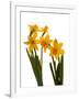 Spring Flowers-Abdul Kadir Audah-Framed Photographic Print