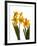 Spring Flowers-Abdul Kadir Audah-Framed Photographic Print