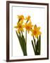 Spring Flowers-Abdul Kadir Audah-Framed Photographic Print