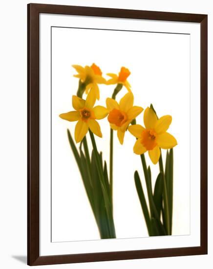 Spring Flowers-Abdul Kadir Audah-Framed Photographic Print