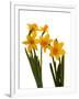 Spring Flowers-Abdul Kadir Audah-Framed Photographic Print