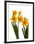 Spring Flowers-Abdul Kadir Audah-Framed Photographic Print