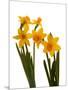 Spring Flowers-Abdul Kadir Audah-Mounted Photographic Print