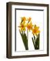 Spring Flowers-Abdul Kadir Audah-Framed Premium Photographic Print