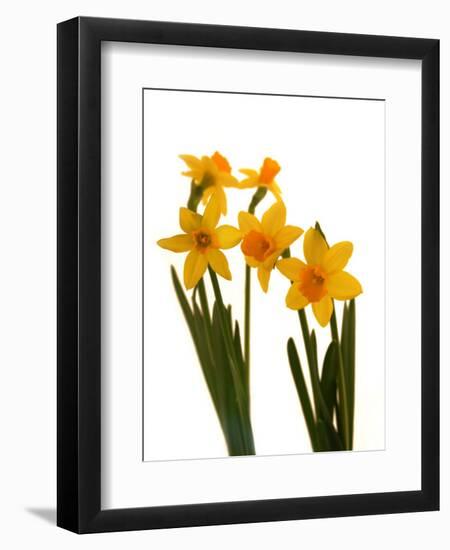 Spring Flowers-Abdul Kadir Audah-Framed Premium Photographic Print