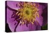 Spring Flowers-Gordon Semmens-Stretched Canvas