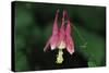 Spring Flowers-Gordon Semmens-Stretched Canvas