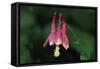 Spring Flowers-Gordon Semmens-Framed Stretched Canvas