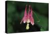 Spring Flowers-Gordon Semmens-Stretched Canvas