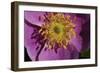 Spring Flowers-Gordon Semmens-Framed Photographic Print