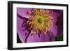 Spring Flowers-Gordon Semmens-Framed Photographic Print