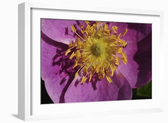 Spring Flowers-Gordon Semmens-Framed Photographic Print