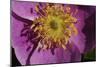 Spring Flowers-Gordon Semmens-Mounted Photographic Print