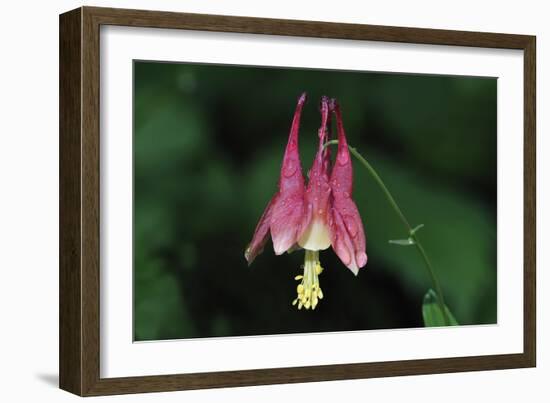 Spring Flowers-Gordon Semmens-Framed Photographic Print