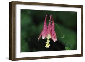 Spring Flowers-Gordon Semmens-Framed Photographic Print