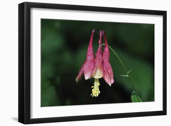 Spring Flowers-Gordon Semmens-Framed Photographic Print