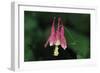 Spring Flowers-Gordon Semmens-Framed Photographic Print