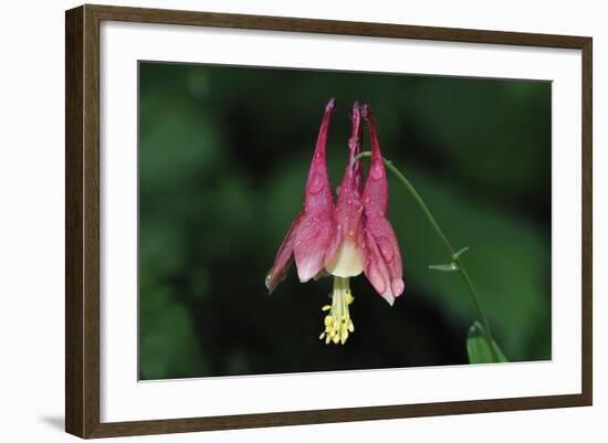 Spring Flowers-Gordon Semmens-Framed Photographic Print