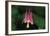 Spring Flowers-Gordon Semmens-Framed Photographic Print