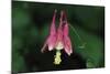 Spring Flowers-Gordon Semmens-Mounted Photographic Print