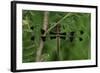 Spring Flowers-Gordon Semmens-Framed Photographic Print