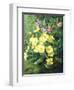 Spring Flowers-Annie Feray Mutrie-Framed Giclee Print