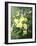 Spring Flowers-Annie Feray Mutrie-Framed Giclee Print