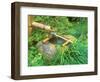 Spring for Tea Ceremony, Sanzen-in Temple, Kyoto, Japan-Rob Tilley-Framed Photographic Print