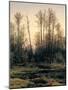 Spring Forest-null-Mounted Giclee Print