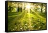 Spring Forest-g_peshkova-Framed Stretched Canvas