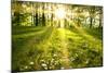 Spring Forest-g_peshkova-Mounted Photographic Print