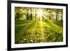 Spring Forest-g_peshkova-Framed Photographic Print