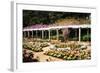 Spring Formality II-Alan Hausenflock-Framed Photographic Print