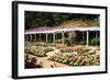 Spring Formality II-Alan Hausenflock-Framed Photographic Print