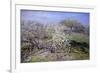 Spring Fruit Tees in Bloom-Claude Monet-Framed Art Print