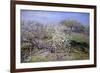 Spring Fruit Tees in Bloom-Claude Monet-Framed Art Print