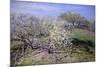 Spring Fruit Tees in Bloom-Claude Monet-Mounted Art Print