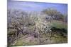 Spring Fruit Tees in Bloom-Claude Monet-Mounted Premium Giclee Print