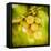 Spring Fruit-Jessica Rogers-Framed Stretched Canvas