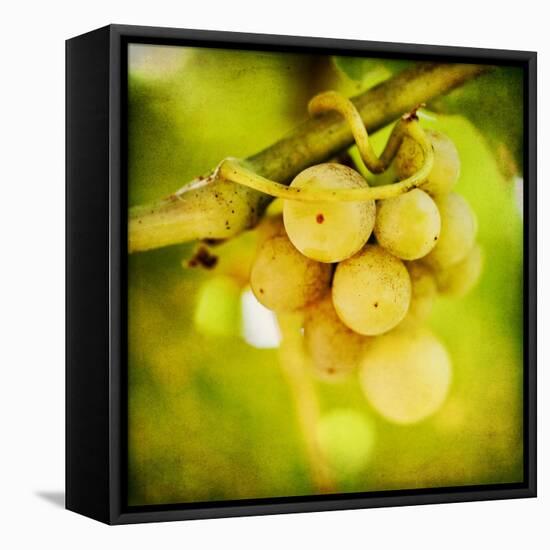 Spring Fruit-Jessica Rogers-Framed Stretched Canvas