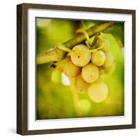 Spring Fruit-Jessica Rogers-Framed Giclee Print