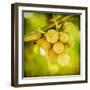 Spring Fruit-Jessica Rogers-Framed Giclee Print