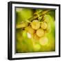 Spring Fruit-Jessica Rogers-Framed Giclee Print