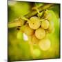 Spring Fruit-Jessica Rogers-Mounted Giclee Print