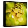 Spring Fruit-Jessica Rogers-Framed Stretched Canvas