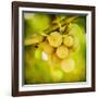 Spring Fruit-Jessica Rogers-Framed Giclee Print