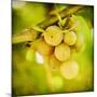 Spring Fruit-Jessica Rogers-Mounted Giclee Print
