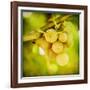 Spring Fruit-Jessica Rogers-Framed Giclee Print