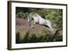 Spring Gallop-Bob Langrish-Framed Photographic Print