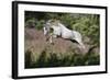 Spring Gallop-Bob Langrish-Framed Photographic Print